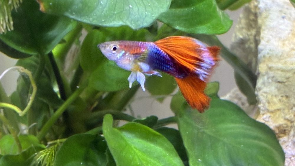 Продавам гупи и червени ckapugu Red Cherry