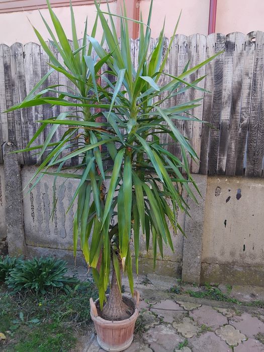 Palmier ornamental iuca