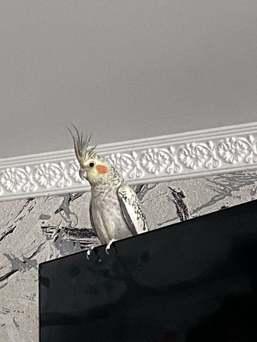 Попугай с клеткой и со всем набором