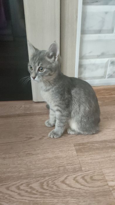 Отдаю бесплатно котика