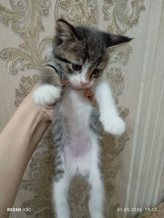 Отдадим котят в хорошие руки