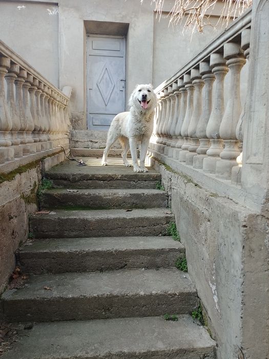 Продаётся собака