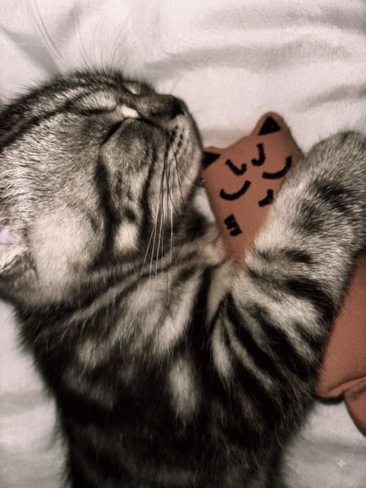Котеноок Мальчик