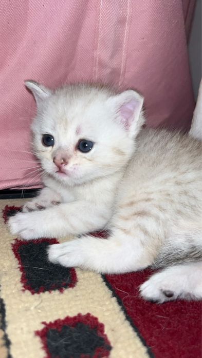 Шотландские котята