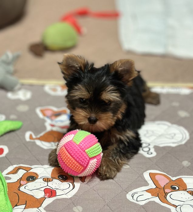 Йоркширский терьер , кобель 3 месяца