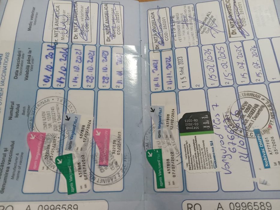 Vănd cătelusă Bishon maltez