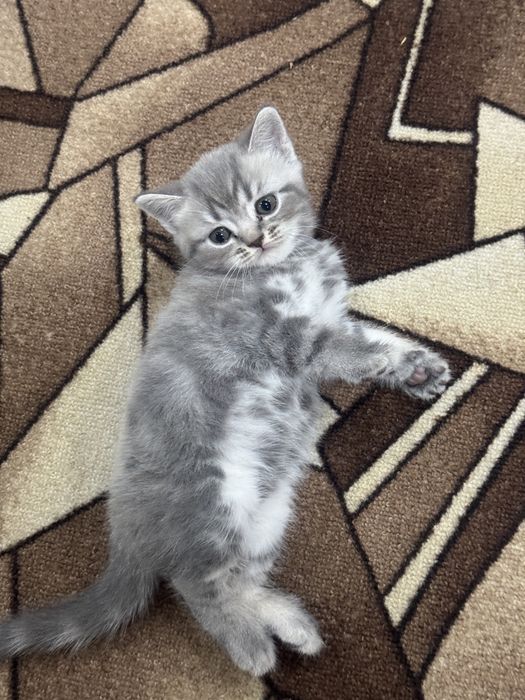 Котята британцы