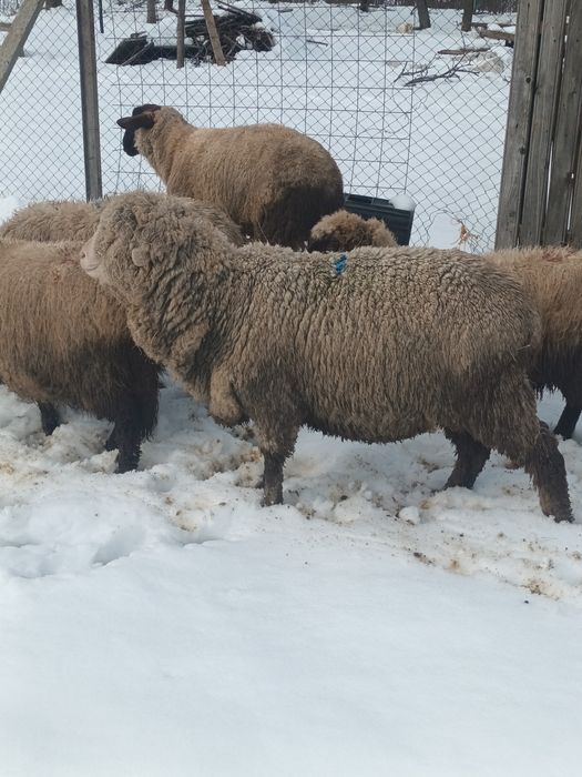 Berbecut de vânzare