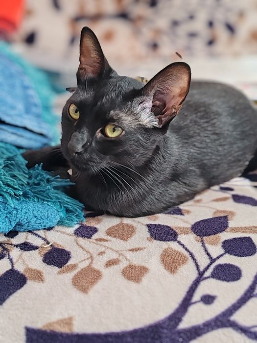 Donez pisica  femela