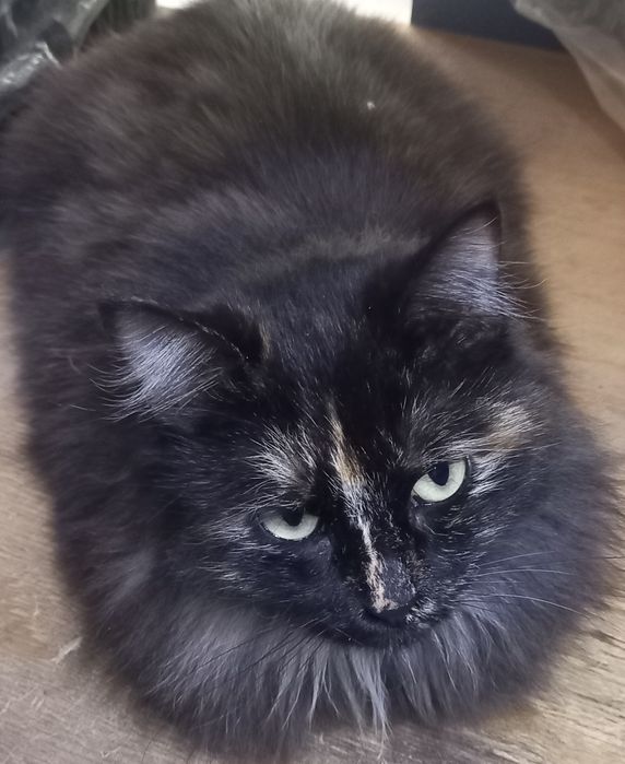 В хорошие руки кошечку.