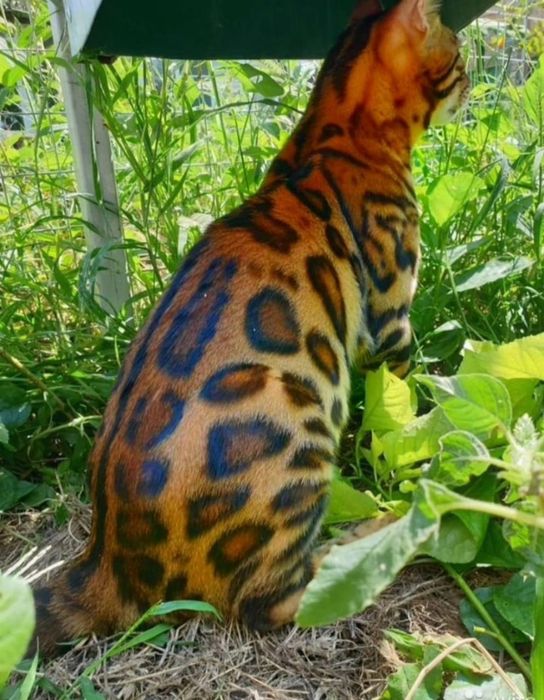 Бенгальские котята с документами