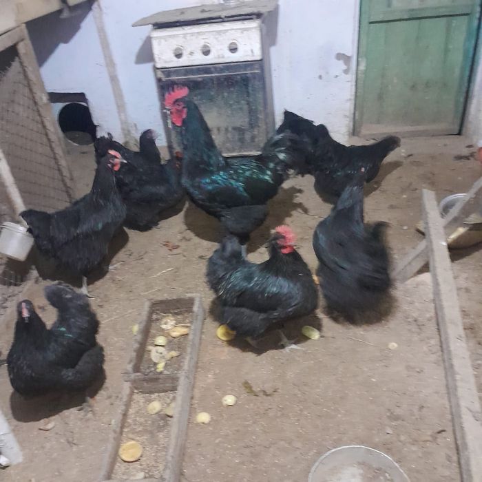 Продам яйца Джерсийский гигантагиганта