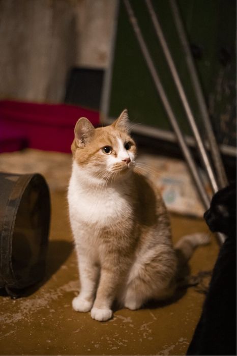 Хвостики ищут дом