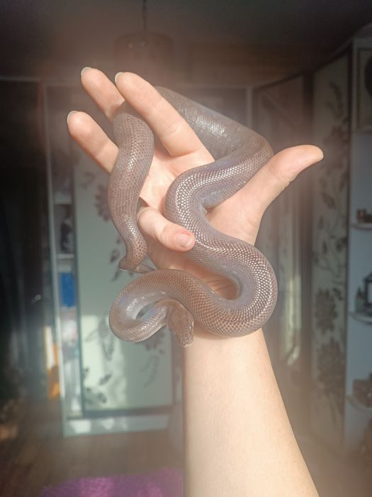 Продам Колумбийского удава