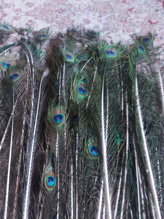 Перья павлинов продам
