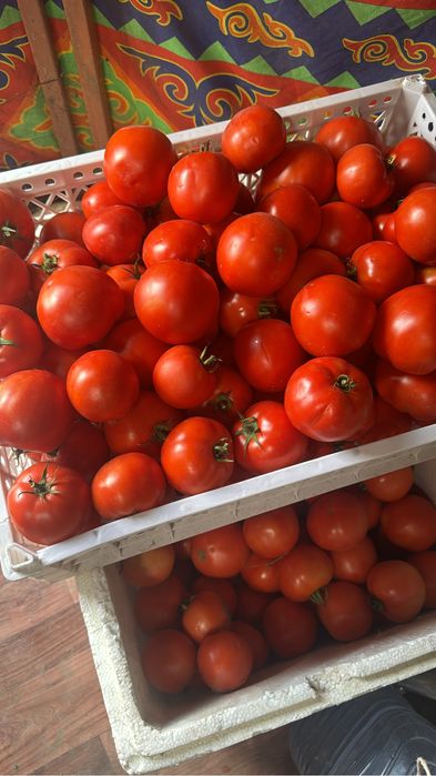 Продам помидор, перец, тыкву
