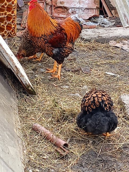 De vânzare cocoși de rasă Combatant indian, Wyandotte, Araucana și Jer