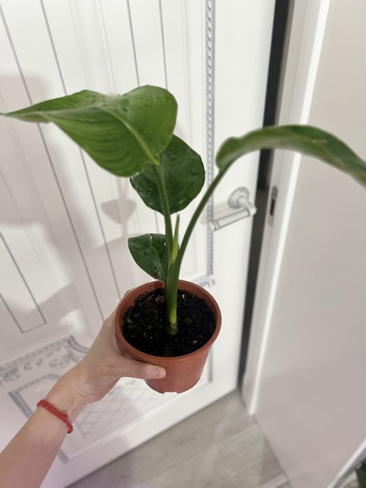 Стрелиция Николая