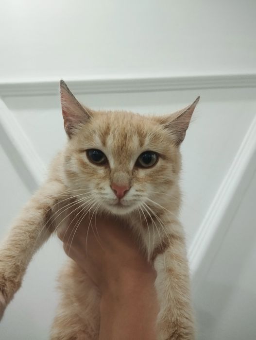 Отдаю в добрые руки котёнка,девочку