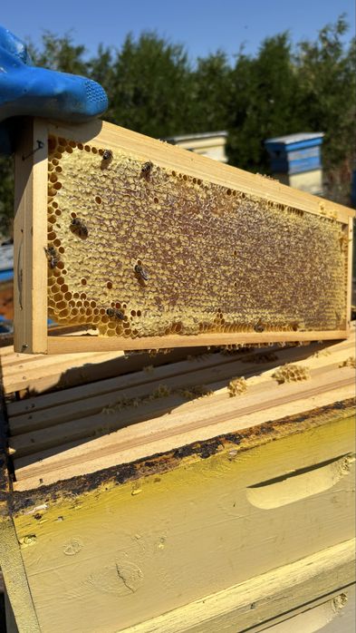 Натурален пчелен мед реколта 2025