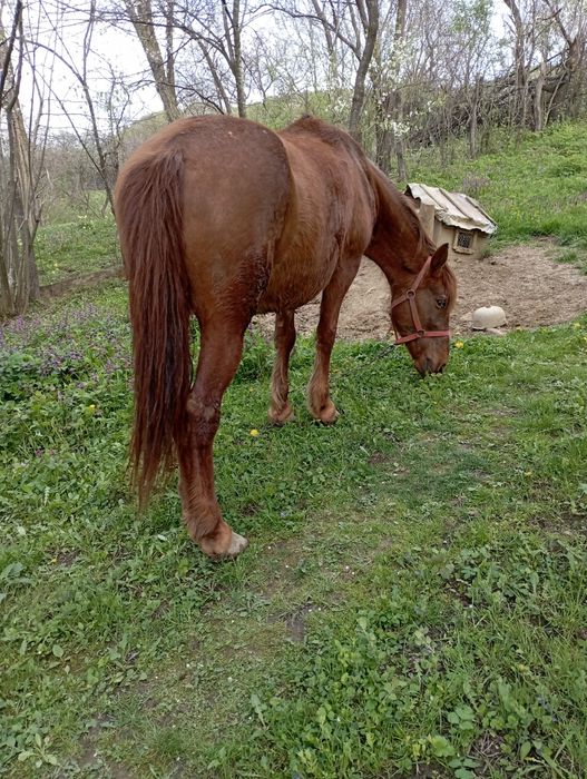 Vind iapa Starchiojd prahova