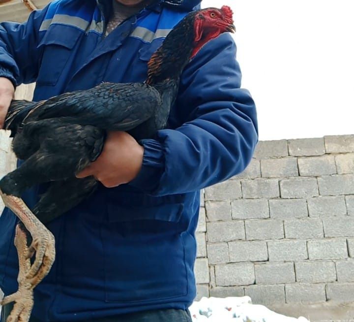 Байцовый қораз сатылады