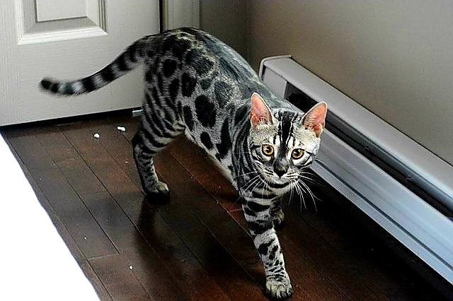 Серебристые Бенгалы! Редкость - КРАСОТА