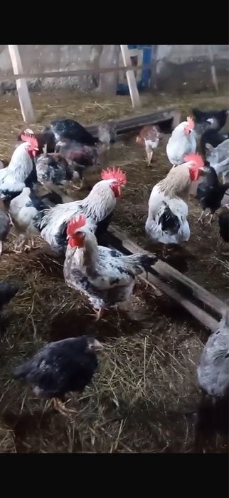 Продам кур молодняк