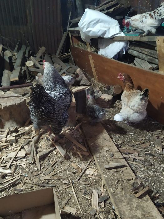 Қораз тауығымен сатамын