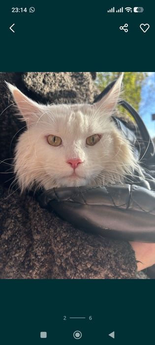 Мейн Кун котенок