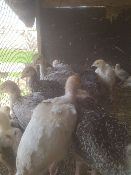 Индюшата индюшата