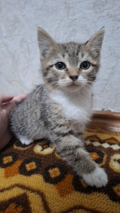 Отдам котят полупородистых