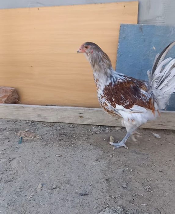 Амераукана атештер сатам