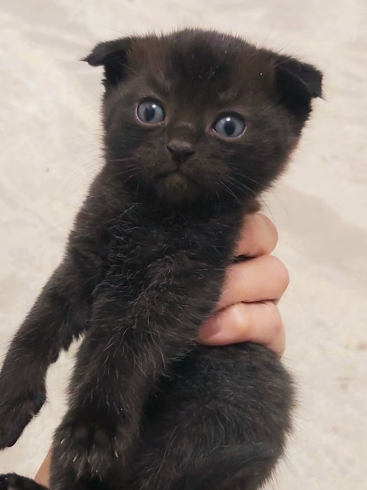 Срочно отдам котят в добрые руки