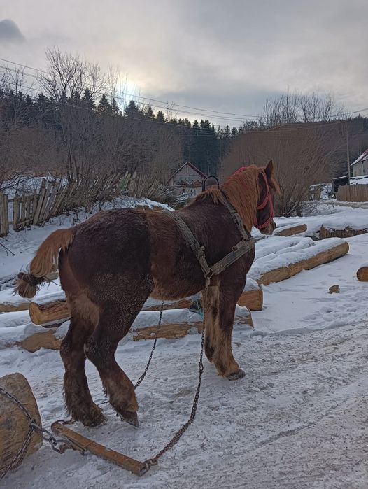 Cal dereș spre roșu castrat