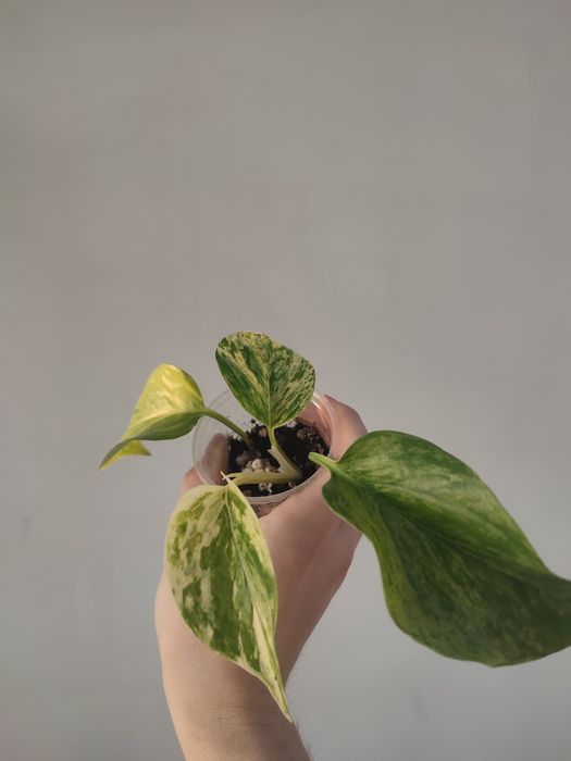 Сциндапсус марбл квин