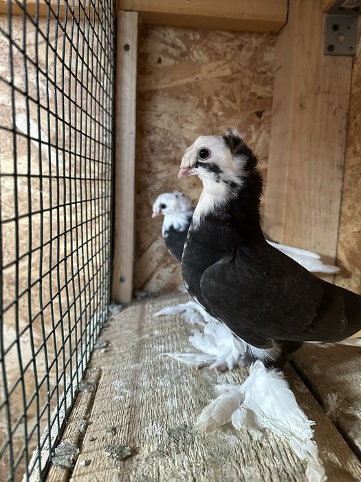 Două perechi scosi din pagi . Porumbeii au inceput sa manance singurei .