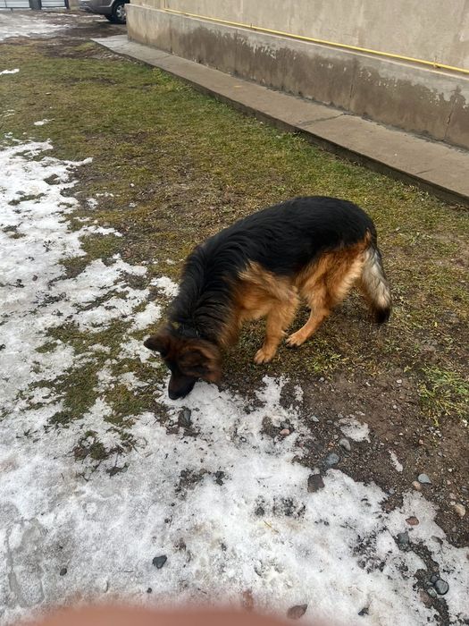 Немецкая овчарка