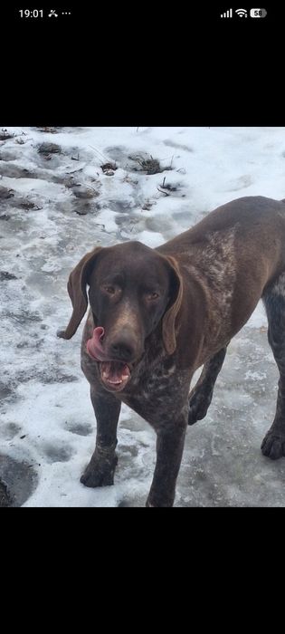 Собака умная куртсхар