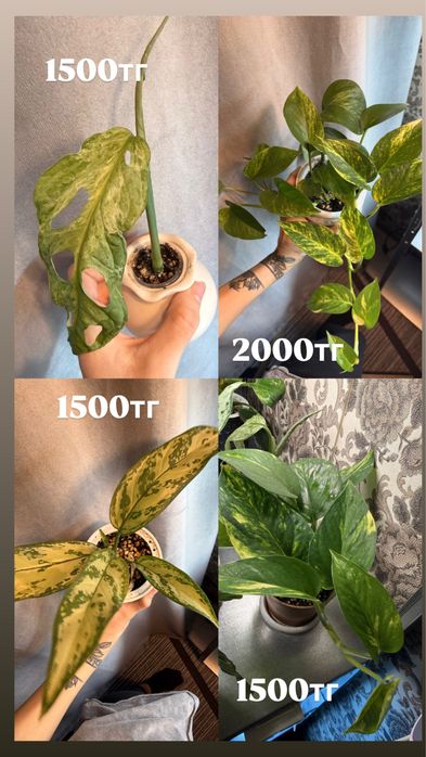 комнатные цветы продам