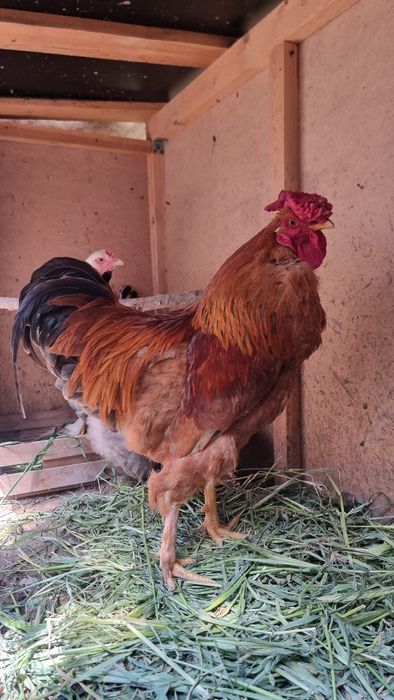 Xo'roz sotiladi Sog'lom baquvat Yosh