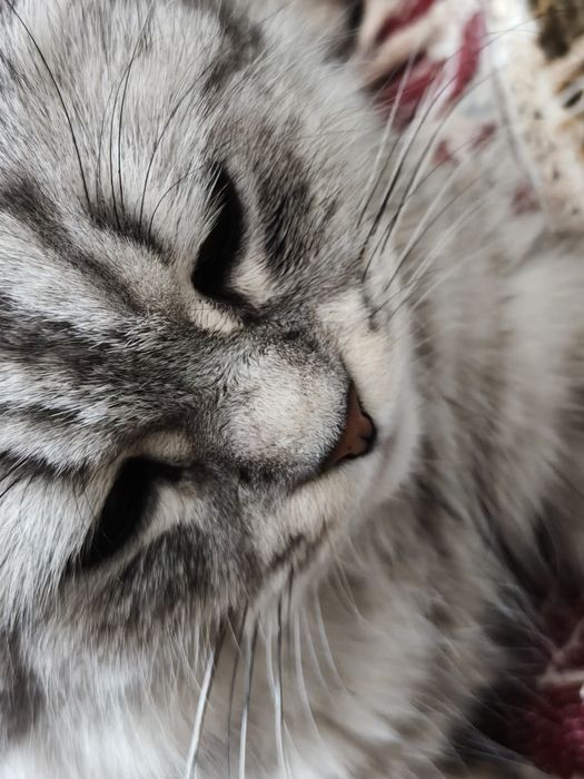 Кошка хайленд фолд