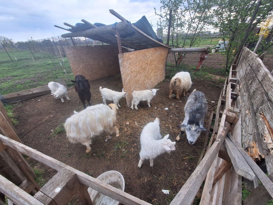 De vânzare capre de rasă