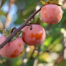 Pomi exotici , kaki ragno si alte soiuri