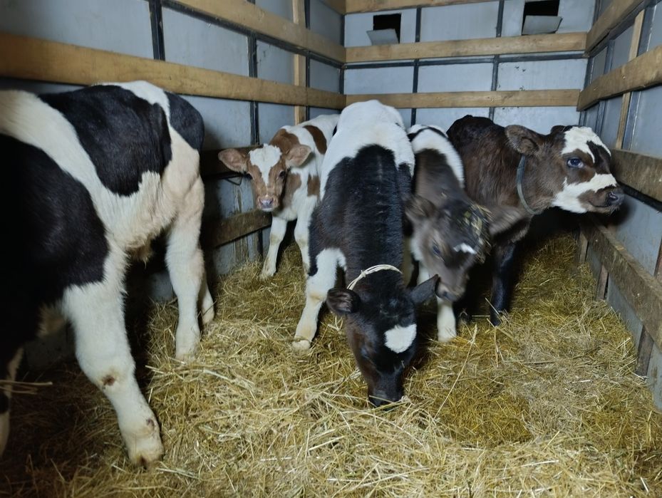 Телята бычки Бузау еркек 3 бас