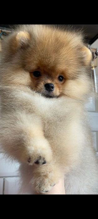 Померанский шпиц щенки