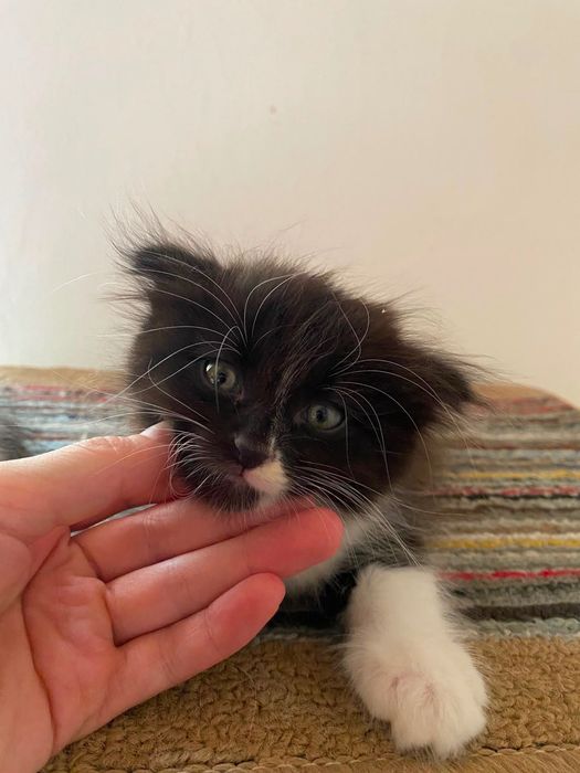 Срочно отдам котят