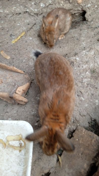 Продаются два самца