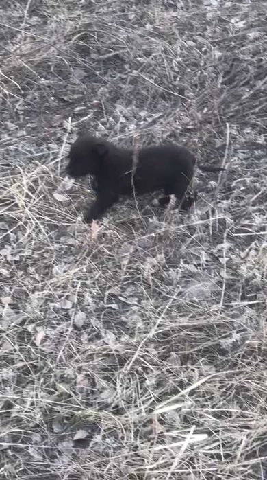 Ищем любящих хозяев