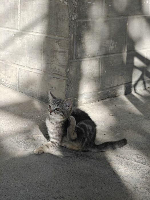 Mushuk котость 2